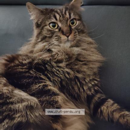 Foto 1/1 Nino Chat perdido en Saint viaud