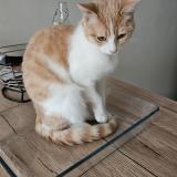 Foto del gato perdido en Fontaine