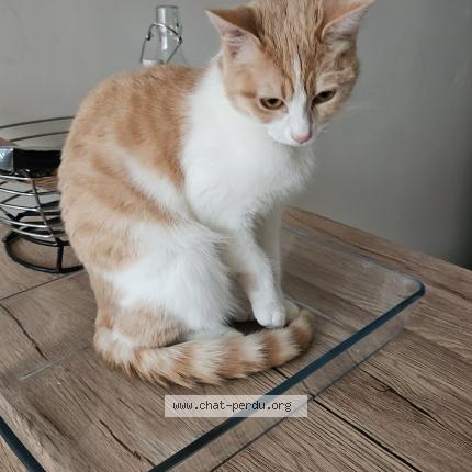 Foto 1/1 Aya Chat perdido en Fontaine