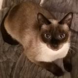 Foto del gato perdido en Saint Malo