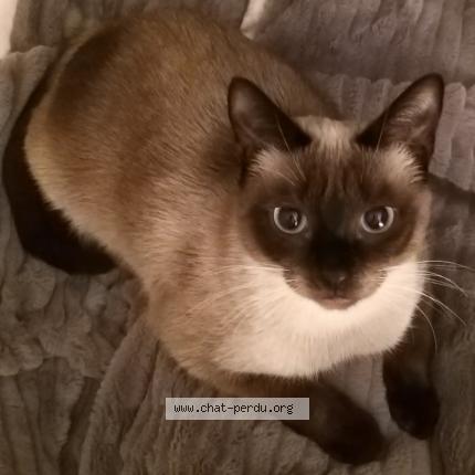 Foto 1/1 Simba Olaf Chat perdido en Saint malo