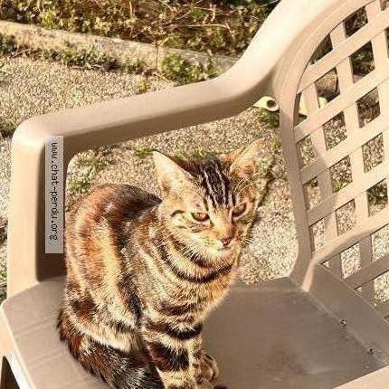 Foto 1/3 Minouche Chat perdido en Maizieres les metz