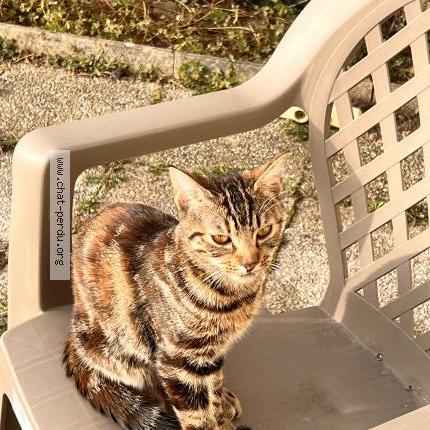 Foto 2/3 Minouche Chat perdido en Maizieres les metz