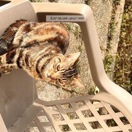 Foto 3/3 Minouche Chat perdido en Maizieres les metz