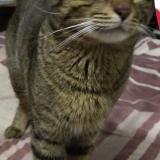 Foto del gato perdido en Pretoria