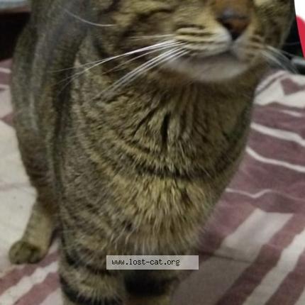 Foto 1/1 Alvin Chat perdido en Pretoria