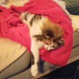 Foto del gato perdido en Vaison La Romaine