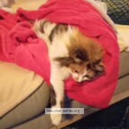 Foto 1/1 Angelle Chat perdido en Vaison la romaine