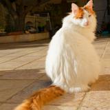 Foto del gato perdido en Peyruis