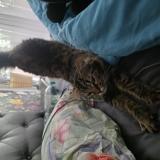 Foto de gato encontrado en Montpellier