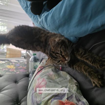 Foto 1/1 Gato encontrado Encontrado en Montpellier