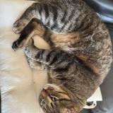 Foto del gato perdido en Antibes