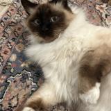 Foto del gato perdido en Compiegne