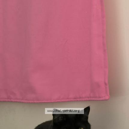 Foto 1/1 Nhora Chat perdido en Aubervilliers