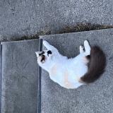 Foto de gato encontrado en Lyon