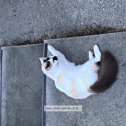 Foto 1/1 Gato encontrado Encontrado en Lyon