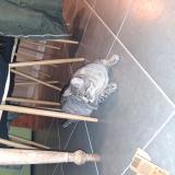 Foto del gato perdido en Lanmeur