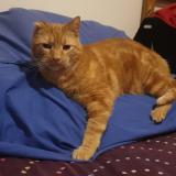 Foto del gato perdido en Rennes