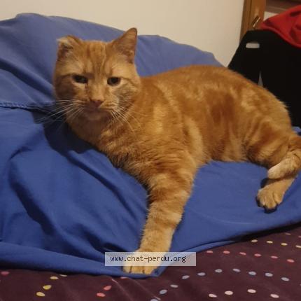 Foto 1/1 Barney Chat perdido en Rennes