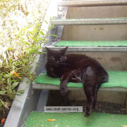 Foto 1/1 Virginie Thibault Chat perdido en Aubin