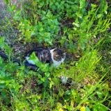 Foto del gato perdido en Cheval Blanc