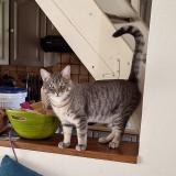 Foto del gato perdido en Teurtheville Hague