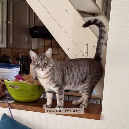 Foto 1/1 Merlin Chat perdido en Teurtheville hague