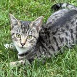 Foto del gato perdido en Saint Andre Lez Lille