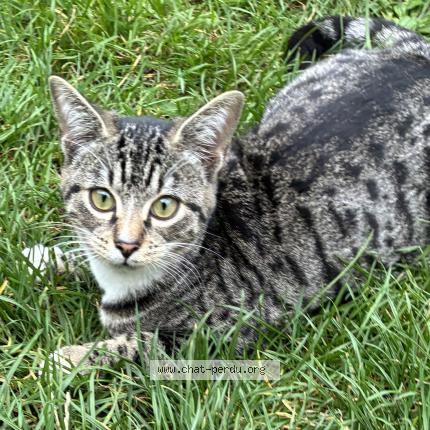 Foto 1/1 Gato encontrado Perdido en Saint andre lez lille