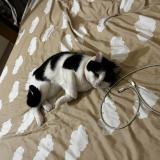 Foto del gato perdido en Paris