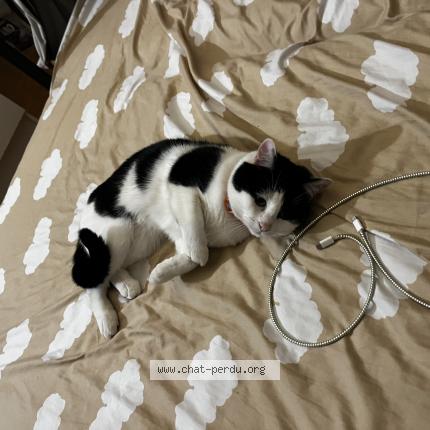 Foto 1/1 Moi Chat perdido en Paris