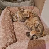 Foto del gato perdido en Ciney