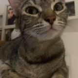 Foto del gato perdido en Narbonne