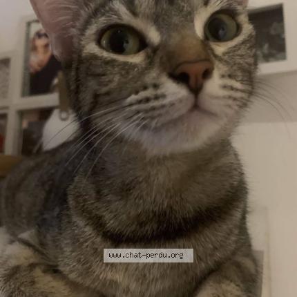 Foto 1/1 chacha Chat perdido en Narbonne