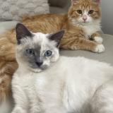 Foto del gato perdido en Somain