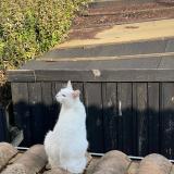 Foto del gato perdido en La Rochelle