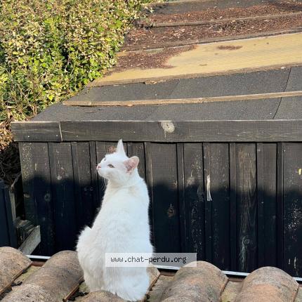 Foto 1/1 zorba Chat perdido en La rochelle