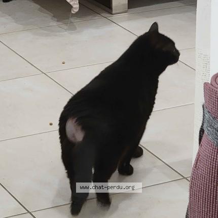 Foto 1/1 Mila Chat perdido en Le val