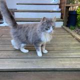 Foto de gato encontrado en Pledeliac