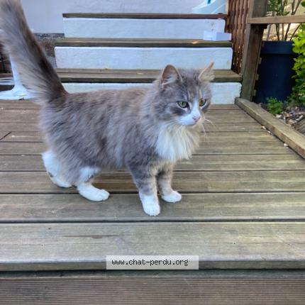 Foto 1/1 Gato encontrado Encontrado en Pledeliac