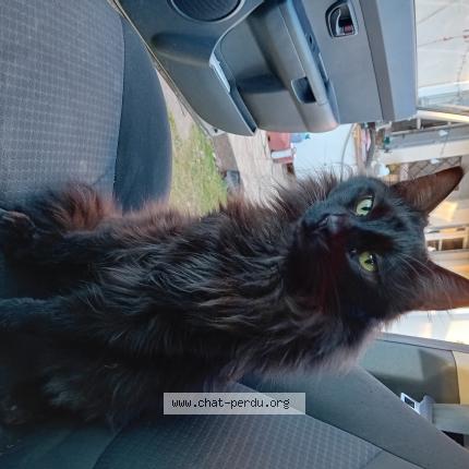 Foto 1/1 Udon Chat perdido en Le pizou