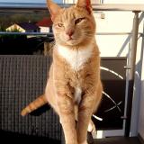 Foto del gato perdido en Faulquemont