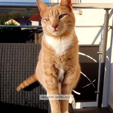 Foto 1/1 MALO Chat perdido en Faulquemont