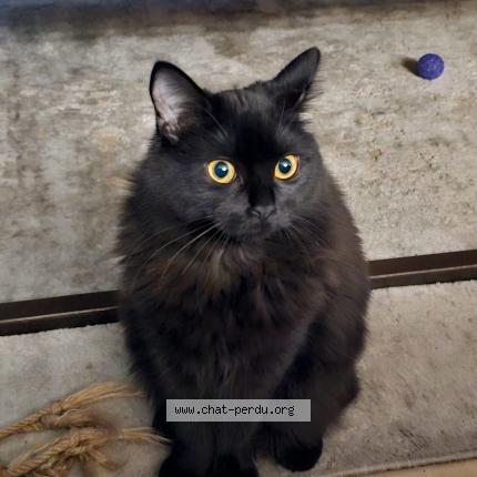 Foto 1/1 Arya Chat perdido en Herzeele