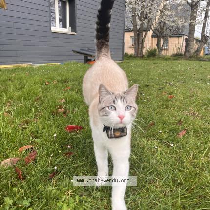 Foto 1/1 Derpy Chat perdido en Saint jean kerdaniel