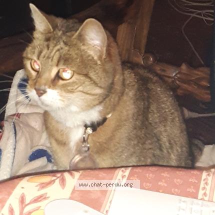 Foto 1/1 Mimi Chat perdido en Villenave d ornon