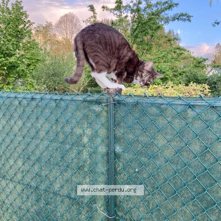 Foto 1/1 Smarties Chat perdido en Buysscheure