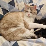 Foto del gato perdido en La Rochelle