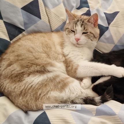 Foto 1/1 PILOU Chat perdido en La rochelle