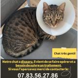 Foto del gato perdido en Vitry Sur Seine